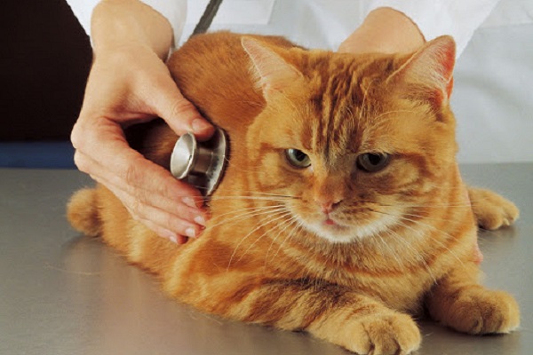 gatto rosso e stetoscopio