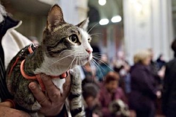 gatto assiste alla celebrazione della messa