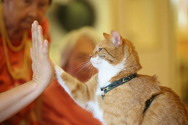 gatto fa batti cinque