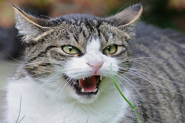 gatto scopre i denti