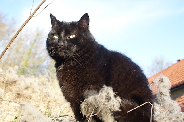 gatto nero ci osserva