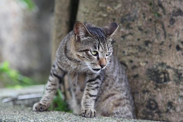 gatto sguardo torvo