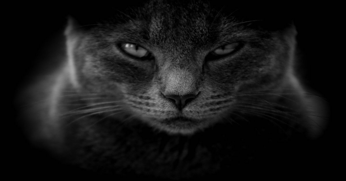 Gatti arrabbiatissimi? Immagini, sintomi e motivi