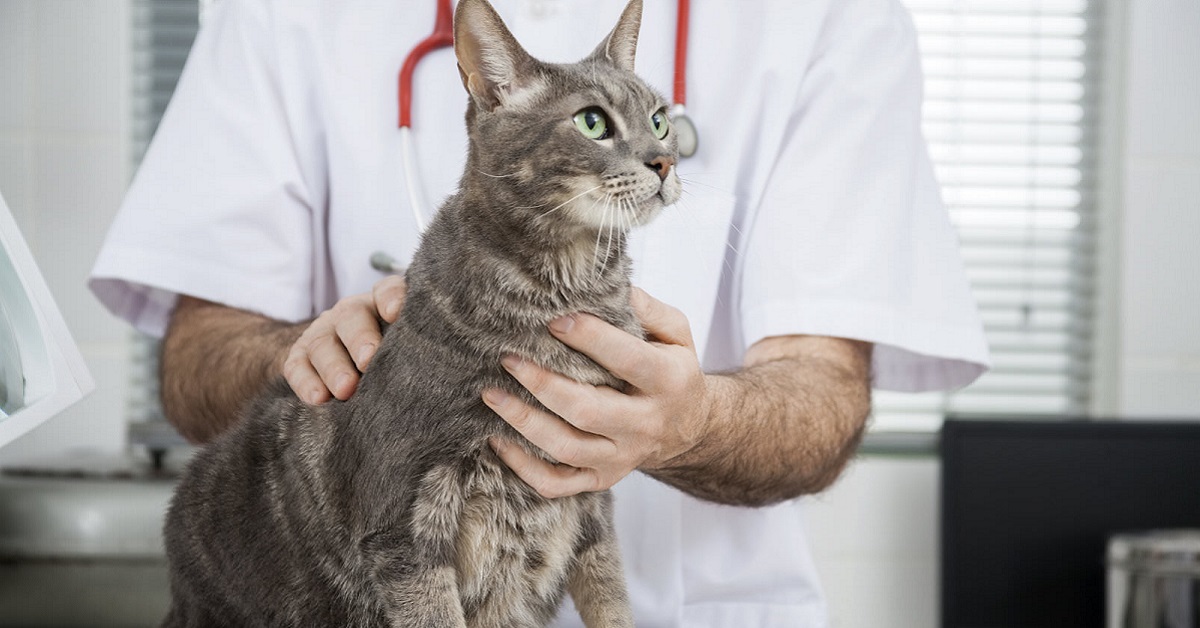 Gatti feriti: in Campania nasce il 118 veterinario