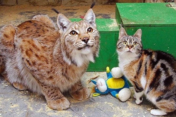 gattina e lince amiche