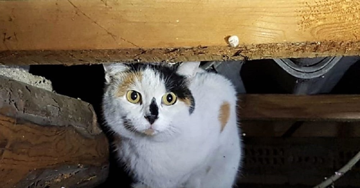 Gattina intrappolata nel sottotetto, resiste settimane