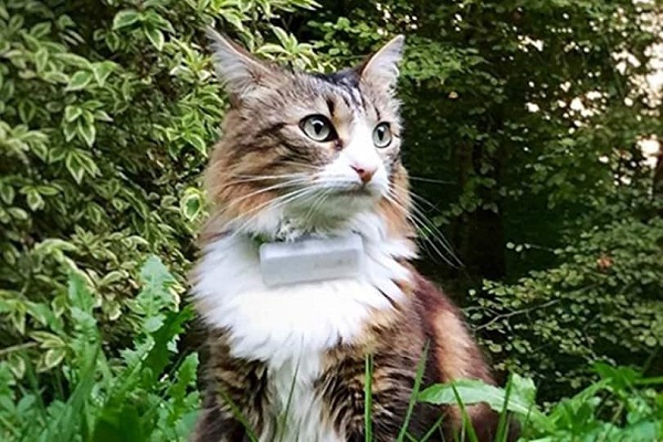 gatto con geolocalizzatore al collare