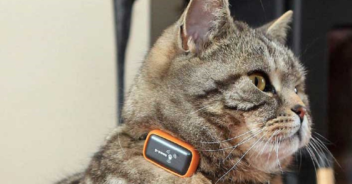 Gattini smarriti: c’è un app per ritrovarli con lo smartphone