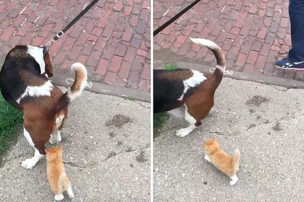 gatto segue cane e padrone
