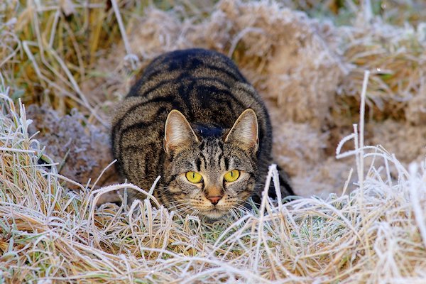 gatto in agguato