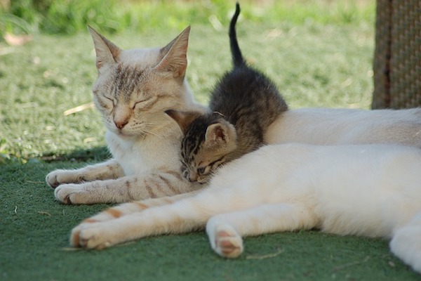 gatto e sua mamma