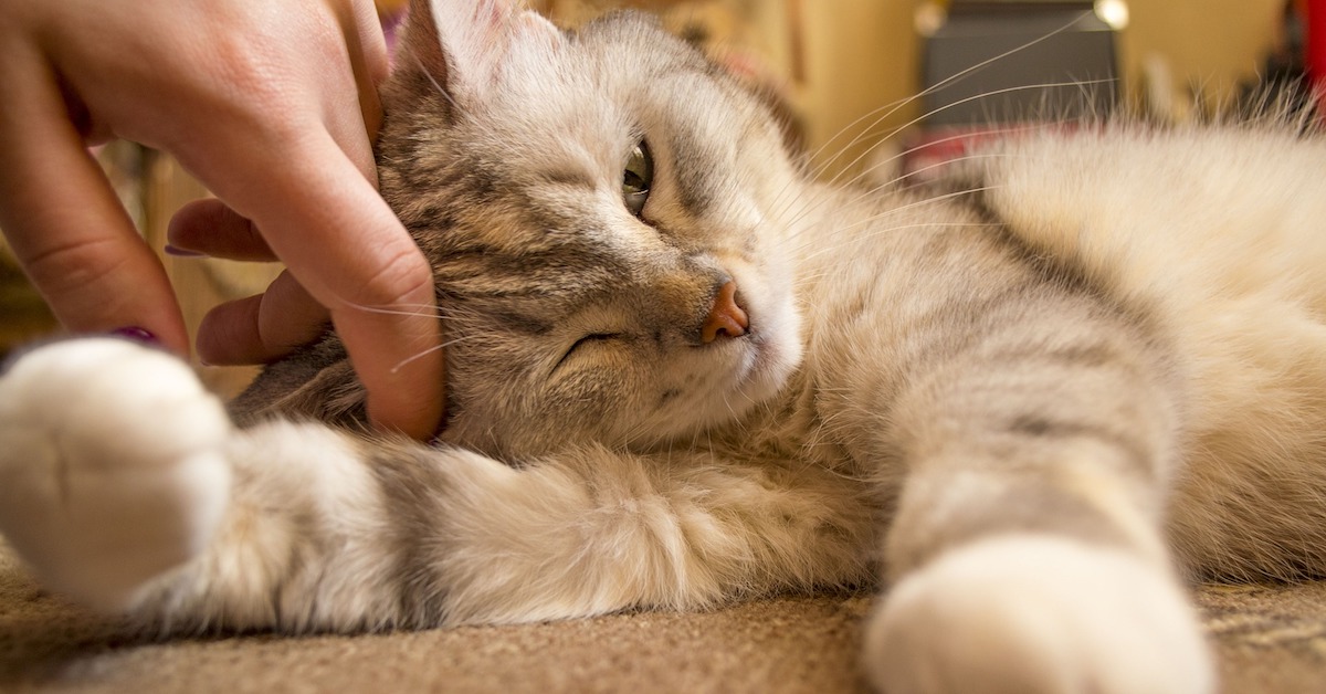 Perché i gatti dormono vicino al padrone? I motivi