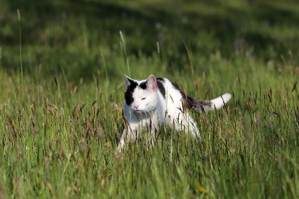 Gatto a caccia