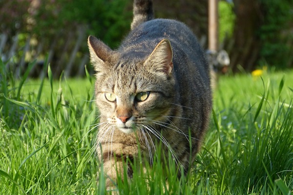 Gatto a caccia