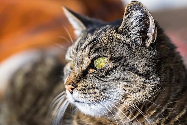 gatto occhioni
