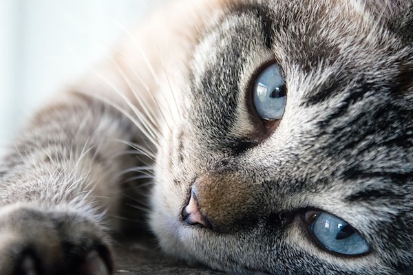 gatto cerca coccole