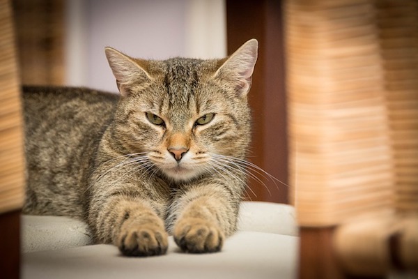 gatto anziano