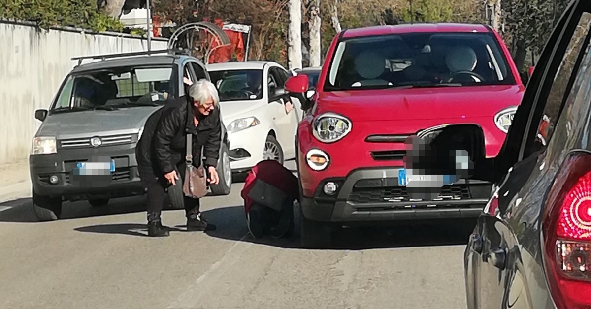 Gatto blocca il traffico: gli automobilisti lo salvano