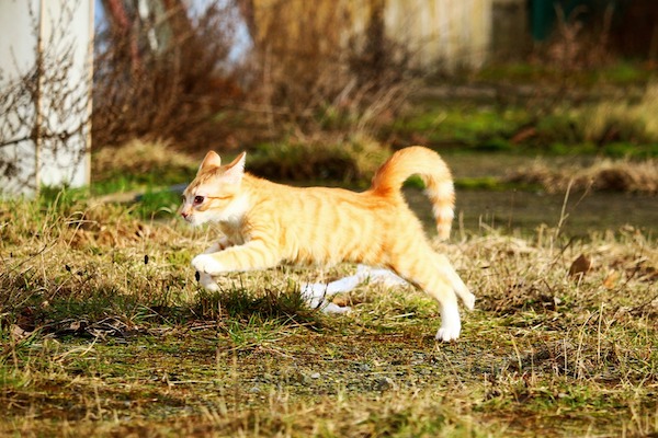 Gatto che salta