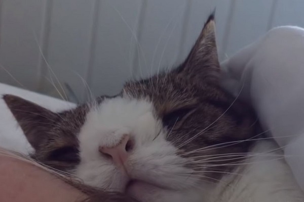gatto che dorme con il padrone