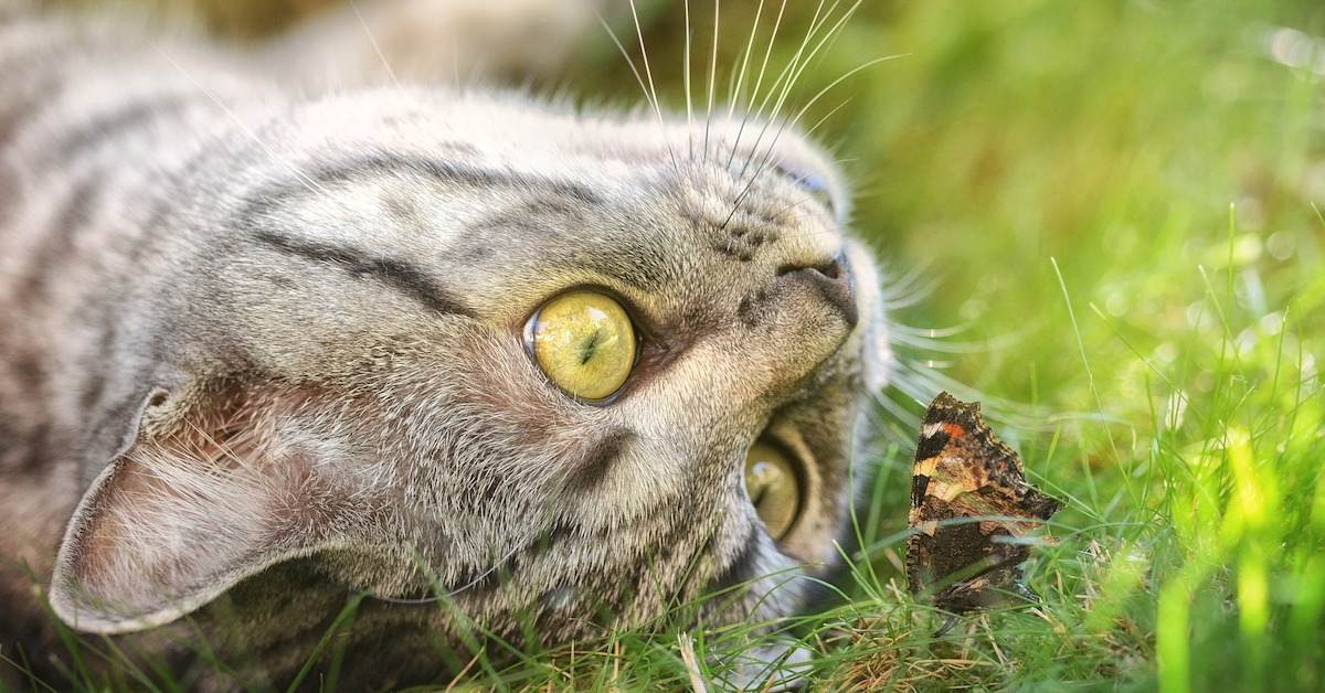 Gatto mangia le farfalle: è dannoso? Cosa può succedere?