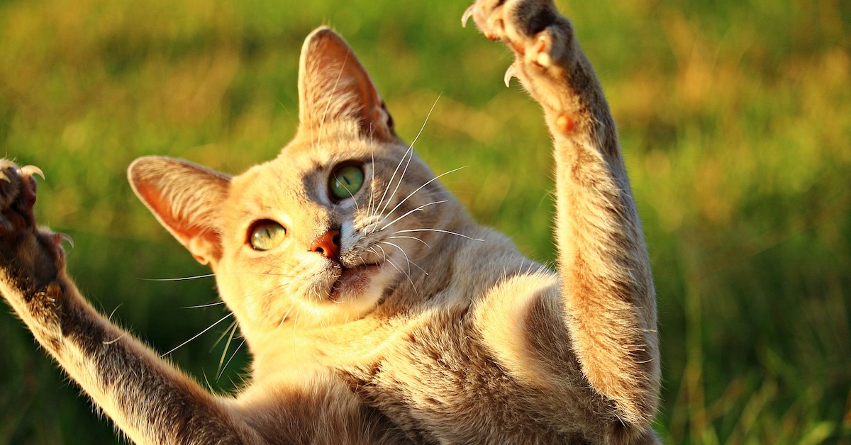 Gatti mangiano scarafaggi: è pericoloso? Che c’è da sapere