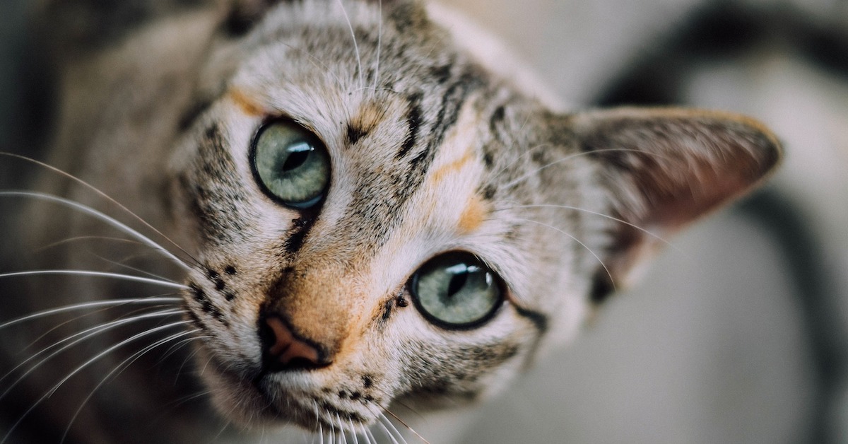 Comportamento del gatto maschio: tutto quello che c’è da sapere