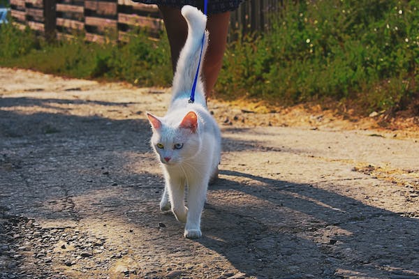 gatto cammina per strada