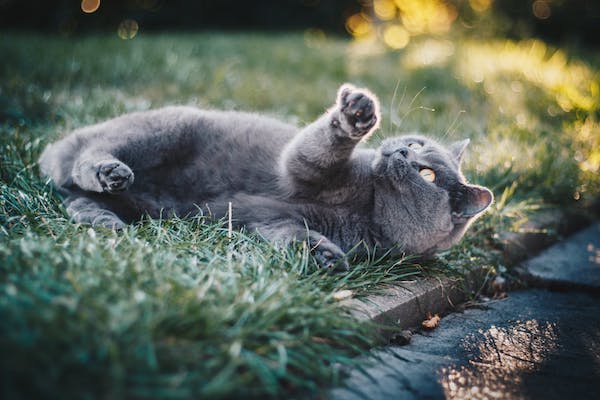 gatto che gioca su prato