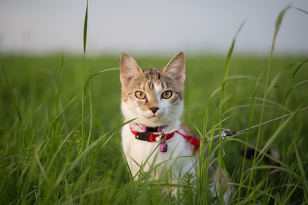 gatto passeggia al guinzaglio