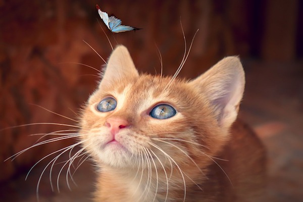 gattino cucciolo con farfalla