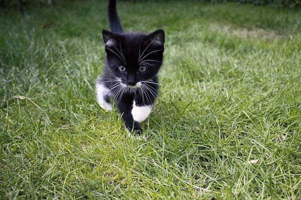 gattino caccia topi