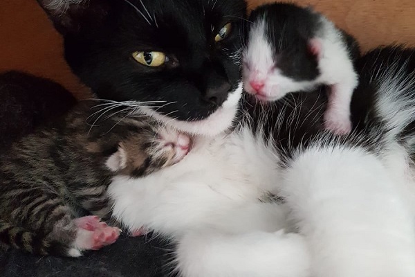 mamma gatta e i suoi cuccioli