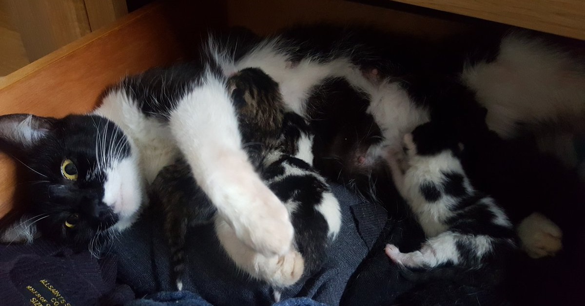 Padre di quattro gattini a sua insaputa: li adotta e ne fa un calendario