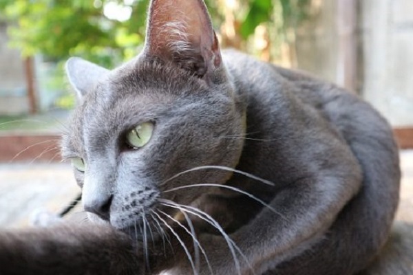 gatto korat