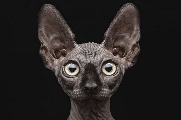 Sphynx gatto