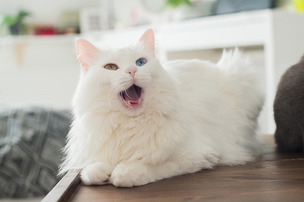 gatto bianco che sbadiglia