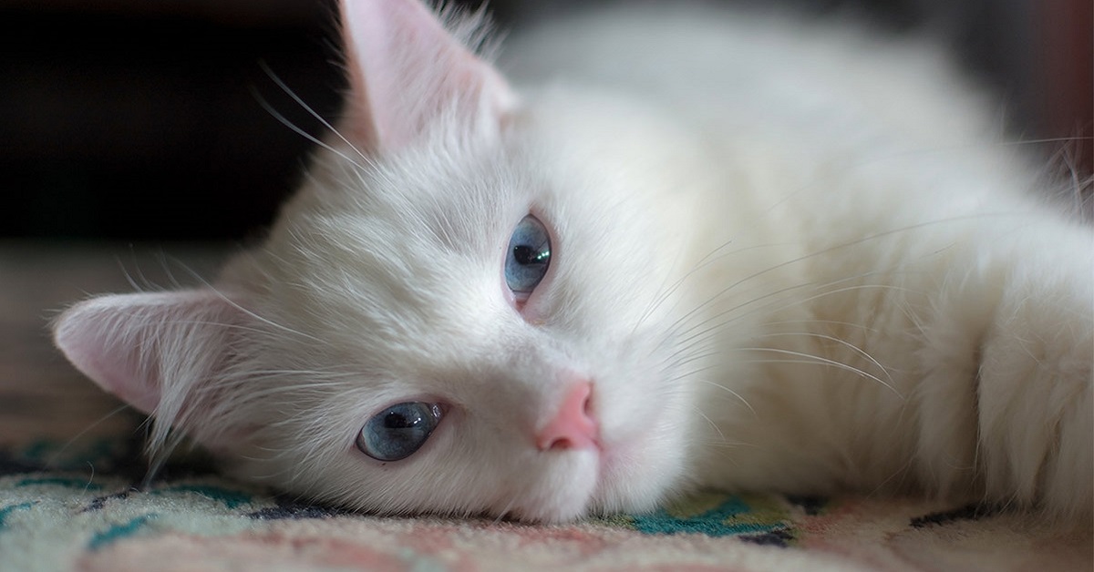 Razze di gatti bianchi: le più belle