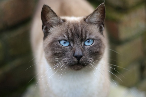 gatto siamese 