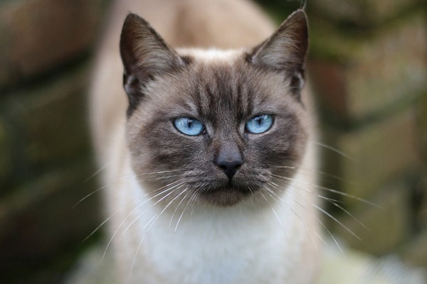 gatto siamese 