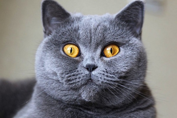 gatto british shorthair