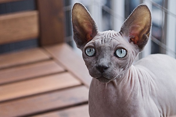 gatto sphynx