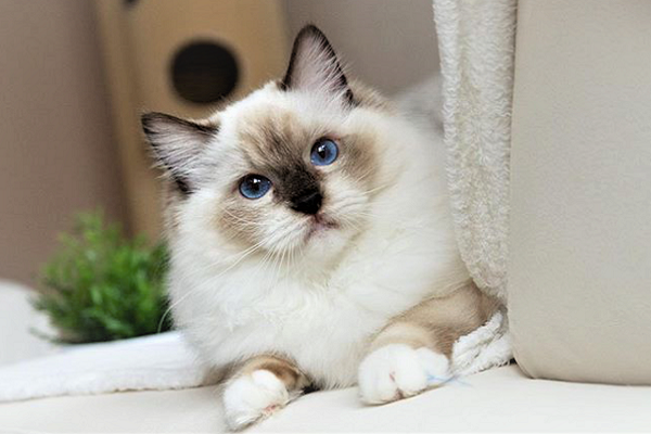 gatto ragdoll