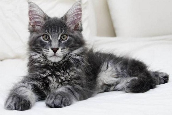 gatto maine coon