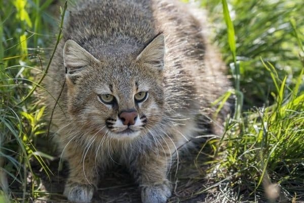 gatto delle pampas