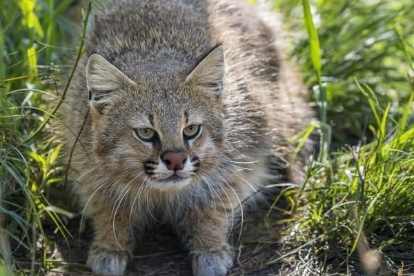 gatto delle pampas