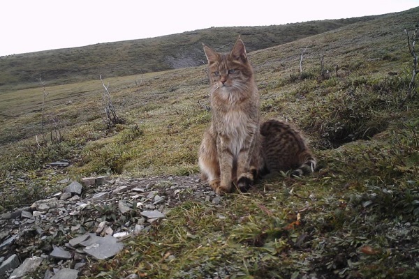 gatto asiatico