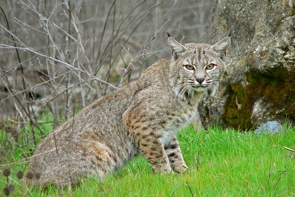 lince rossa gatto