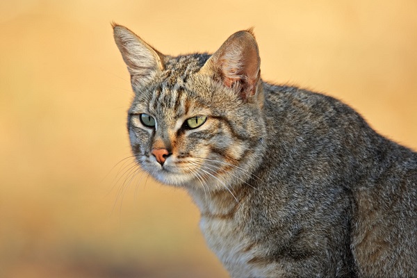 felis silvestris lybica gatto