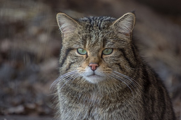 felis silvestris silvestris gatto